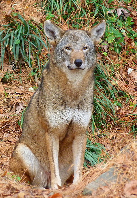 What do you suppose she's thinking about (female red wolf 1794).