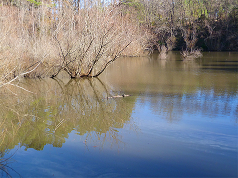 Can you see the log in the center of the image?