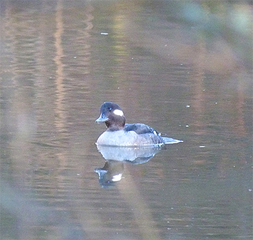 Here, our little bufflehead looks skyward. The duck could relax, it was a turkey vulture over head, not an eagle.