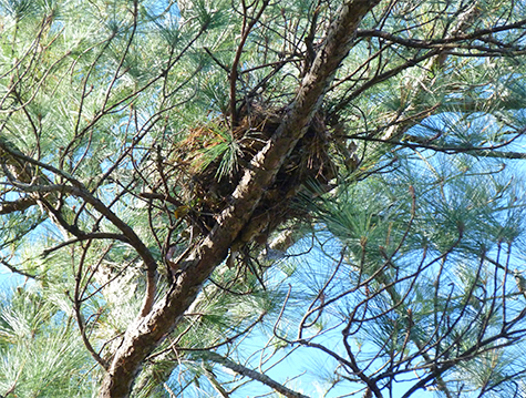 The nest is overhanging the boardwalk in Explore the Wild.
