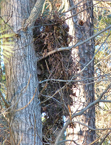 This nest appears to be a multi-level, nest, perhaps a duplex.