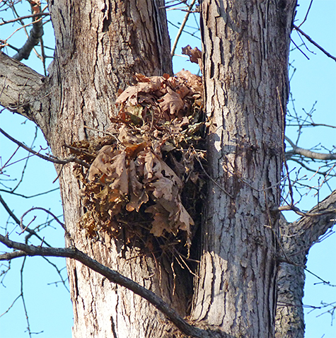 This nest is sandwiched between two main trunks of an oak.