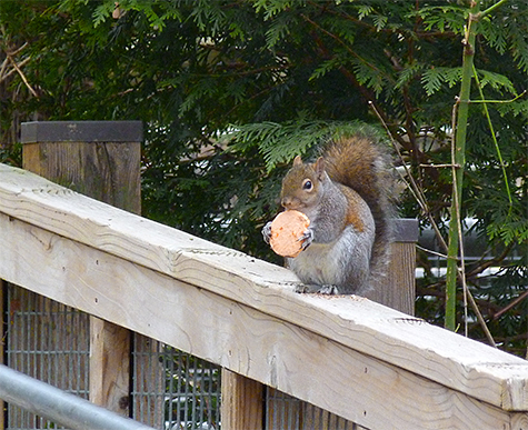 Gray squirrel with a treat of its own.