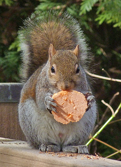 What nice treat for the squirrel.