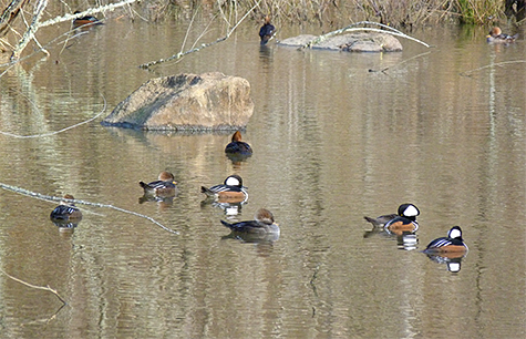 A small tight-knit group of mergansers.