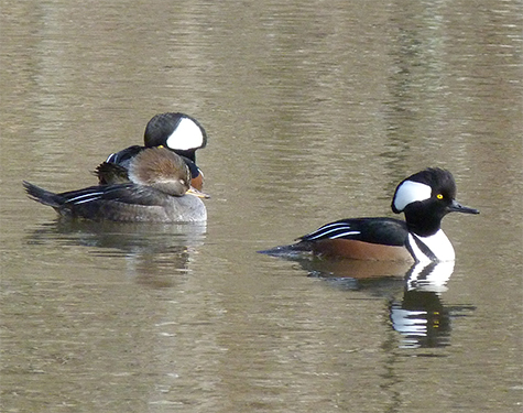 There's no denying the attraction of hooded mergansers.