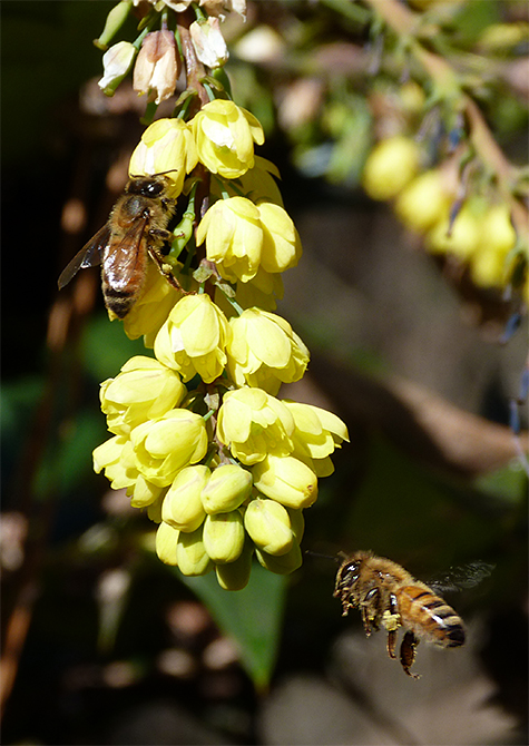 It's nearing time when the blossoms will have all bloomed.