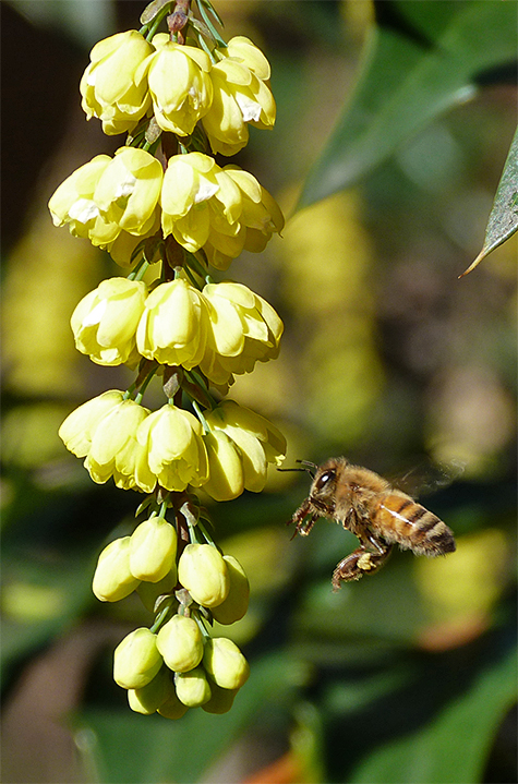 Note the pollen on the bee's legs.