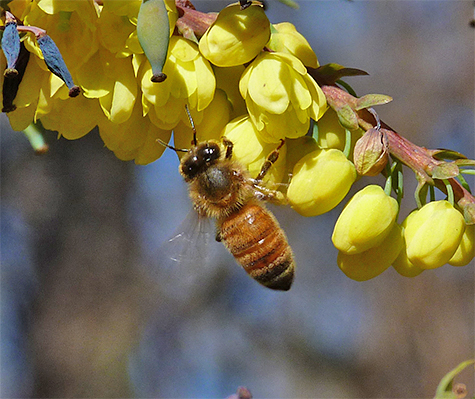 A honey bee works over the small yellow plowers of Mahonia.