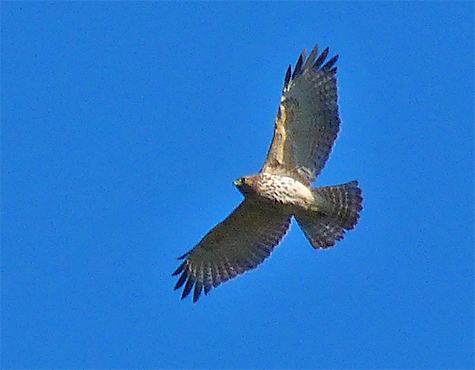 A red-shouldered hawk soars in the clear blue sky above the Wetlands in Explore the Wild.