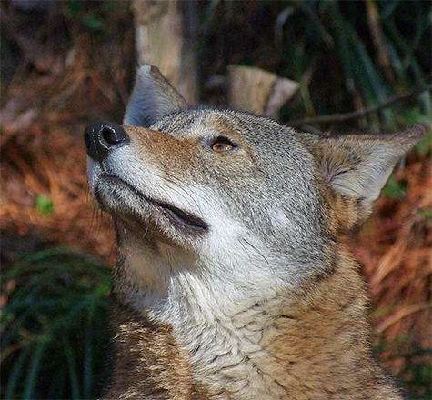 Watching the woodpeckers chase about.
