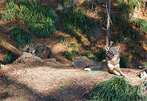 Female red wolf 1794 relaxes in her enclosure (that's male male left, rear).