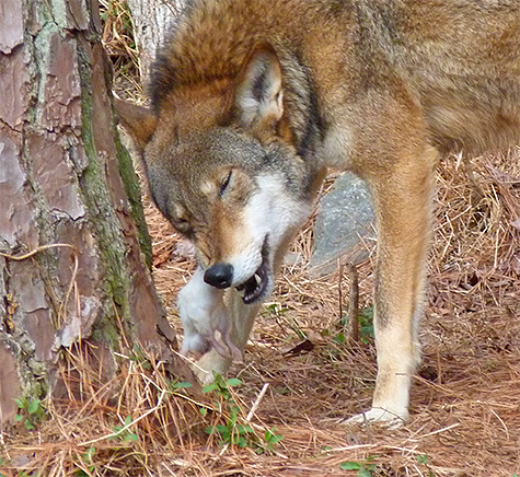 Munching down on a big juicy lab rat.