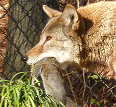A gray squirrel captured by a previous resident on the red wolf enclosure (F1287).