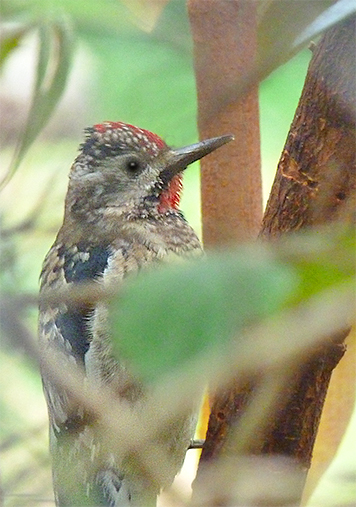 A male yellow-bellied sapsucker at work.