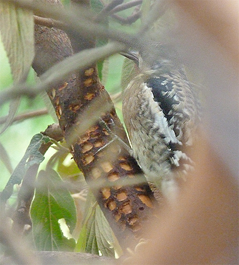 Note the white, longitudinal stripe on the wing on the woodpecker.