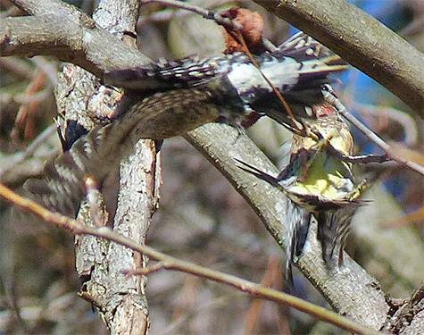 Beak-to-beak aerial combat.
