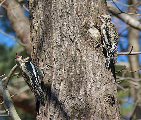 The sapsuckers chase each other around the trunk.