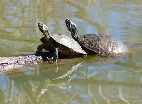 Two yellow-bellied sliders bask in the sun.