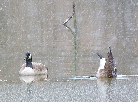 One of the geese tips up to feed at the edge of the ice.