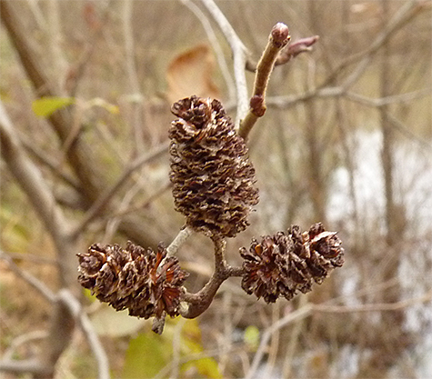 The alder "cones" (about 1/2" - 5/8").
