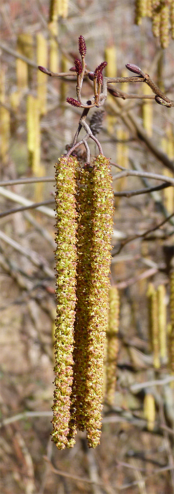 Male catkins with female flowers above.