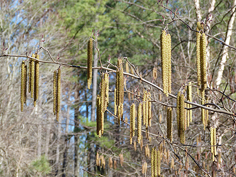 Hazel alder in bloom.