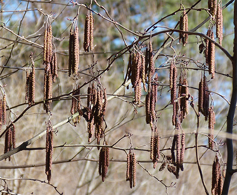 These catkins have yet to mature.