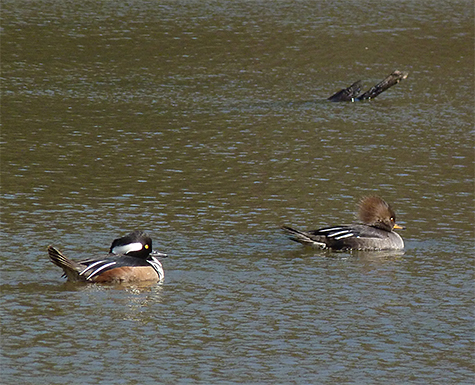Two hooded mergansers float about on the Wetlands.