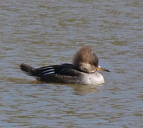 The female, or duck, hooded merganser.