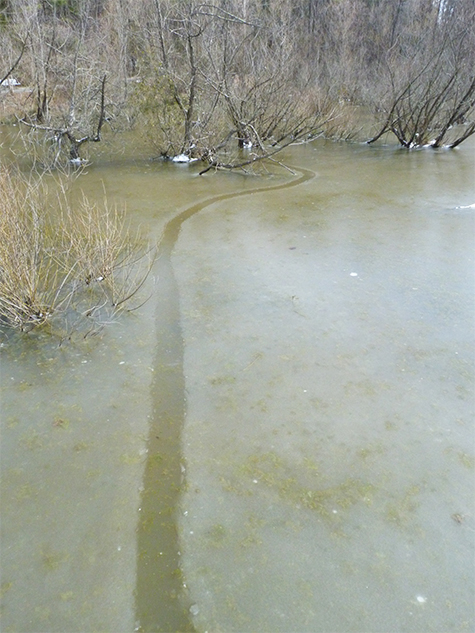 A trail coming from the willows.