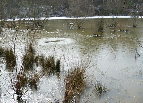 Note the rough ice closest to shore, smooth ice beyond that, and ice with snow on the far side of the Wetlands. The are in the foreground had bee open and refrozen.