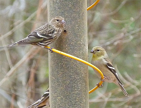Pine siskin (left) and American goldfinch.