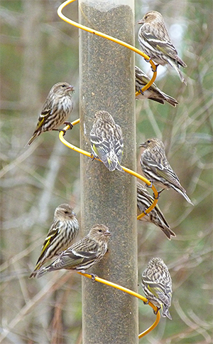 Pine siskins.