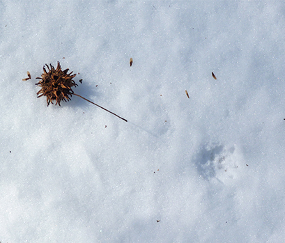 Is the mark to the right of the sweetgum ball the impression made by the seed ball as it fell from the tree? Notice the tiny seeds.