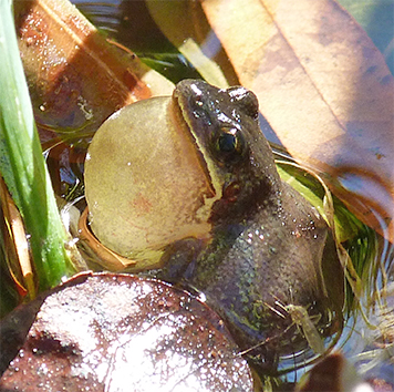 Upland chorus frog belts out a tune.