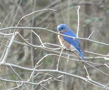 Watching me from afar, this bluebird flew from the box as I approached (3/17/15).