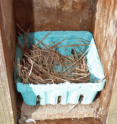 The start of a bluebird nest (3/17/15). 