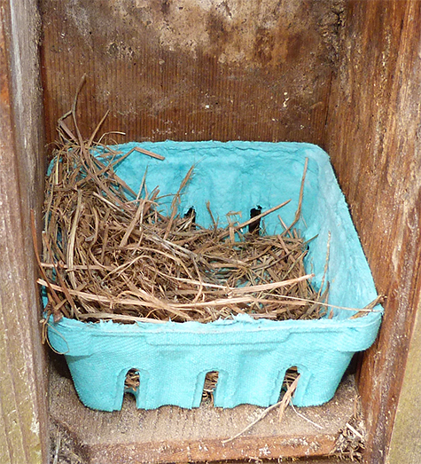 Not much change for the Amphimeadow nest (3/14/15).