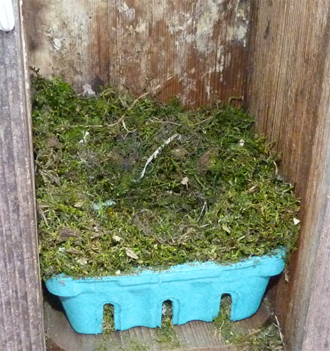 A nearly complete chickadee nest at the Butterfly House (3/17/15).