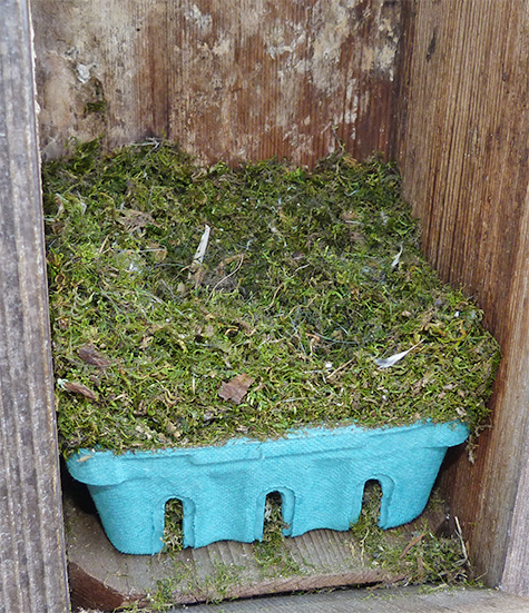 The chickadee nest at the Butterfly House looks the same as last week (3/24/15).