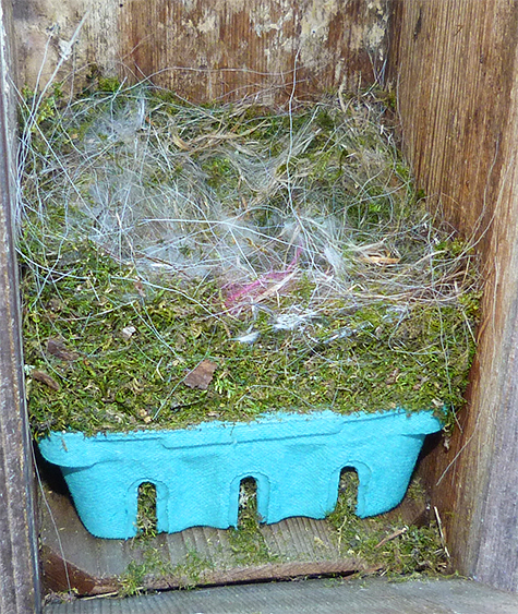 The chickadees have finished the nest and are good to go at the Butterfly House (3/31/15).