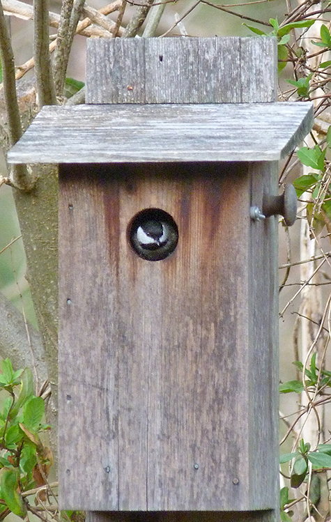 One of two chickadees inspecting the nest box at the Sail Boat Pond (3/17/15).