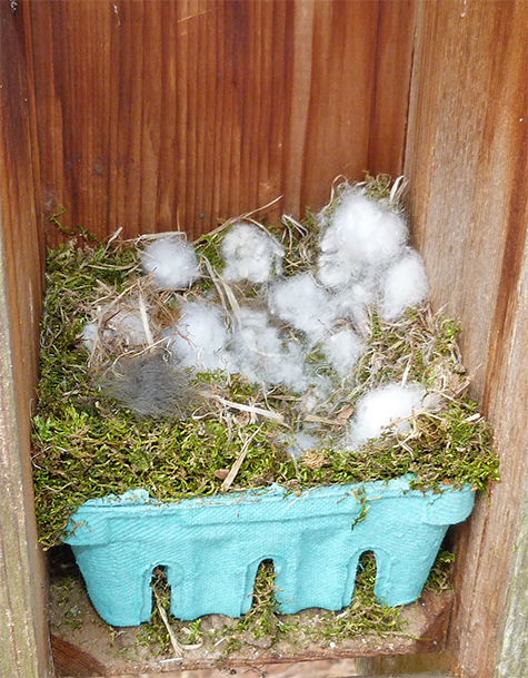 A cozy nest in the box behind the Sailboat Pond (3/14/15).