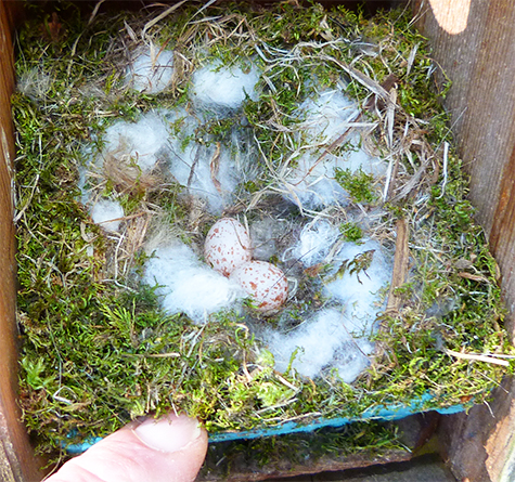 Two speckled chickadee eggs at the Sailboat Pond (3/31/15).