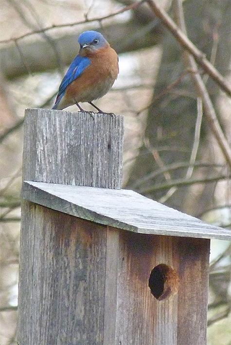 One of the bluebirds that greeted me as I approached the Bungee nest box (3/17/15).