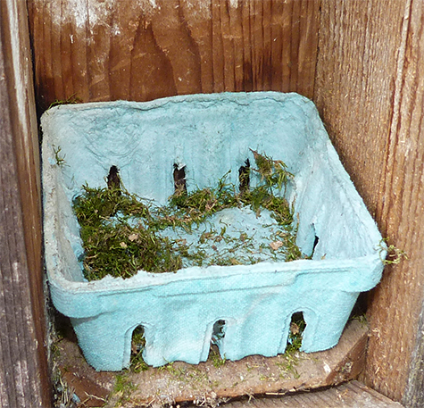 Are the bluebird planning on taking over this chickadee nest? (3/17/15)