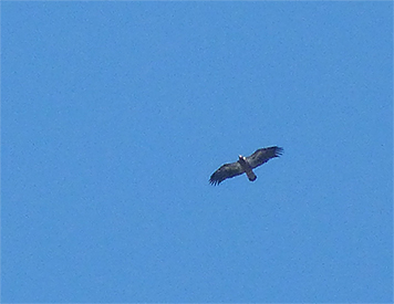 Immature bald eagle soars over Museum (3/17/15).