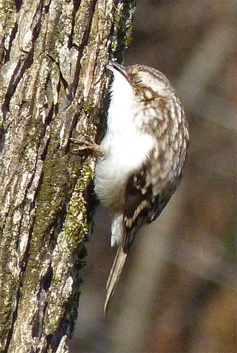 Here, the bird reaches behind the bark with its thin, decurved bill to extract some sort of insect food item (2/28/15).