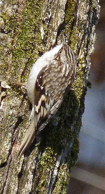 Brown creeper on elm trunk in Red Wolf Enclosure (2/28/15).